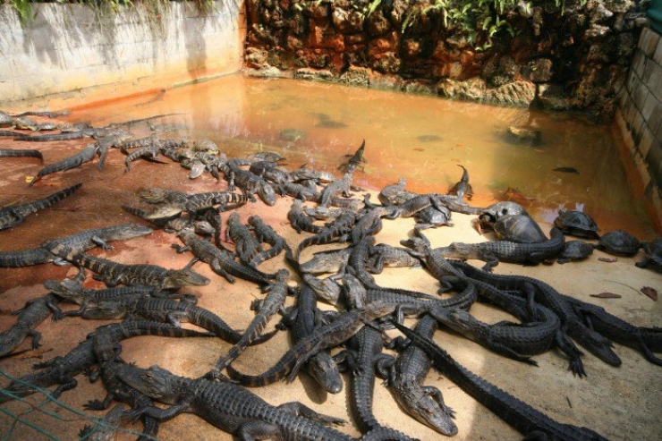 Illustration de l'article : 10 activités touristiques utilisant des animaux, à arrêter de toute urgence afin d’éviter la maltraitance animale !