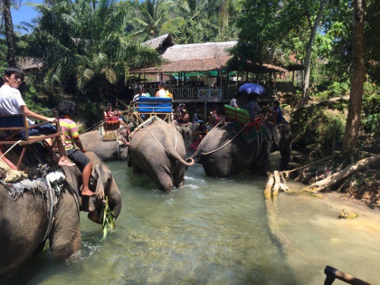 Illustration de l'article : 10 activités touristiques utilisant des animaux, à arrêter de toute urgence afin d’éviter la maltraitance animale !