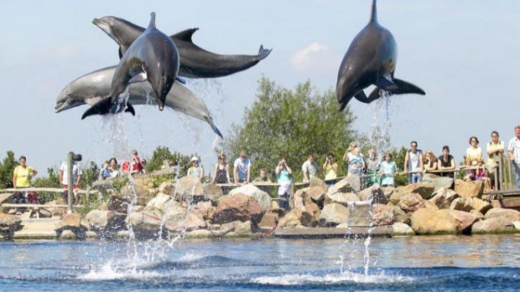 Illustration de l'article : 10 activités touristiques utilisant des animaux, à arrêter de toute urgence afin d’éviter la maltraitance animale !