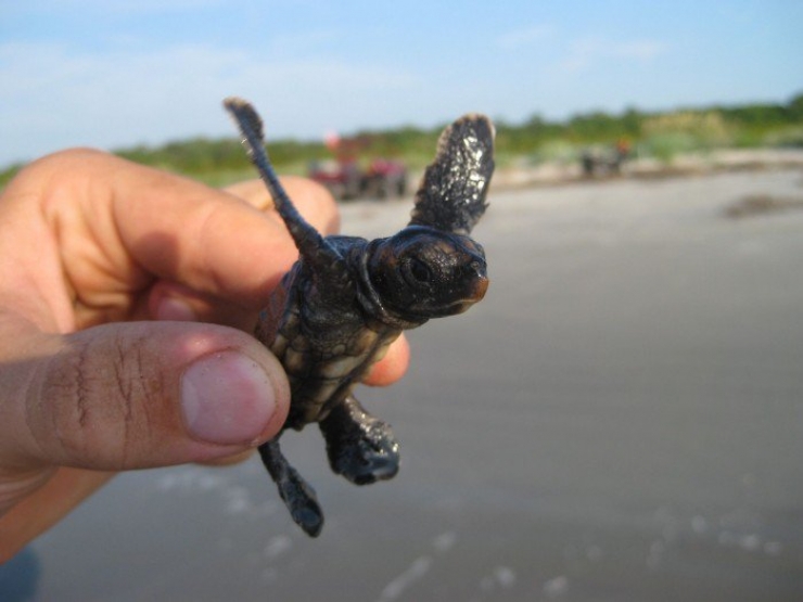 Illustration de l'article : 10 activités touristiques utilisant des animaux, à arrêter de toute urgence afin d’éviter la maltraitance animale !