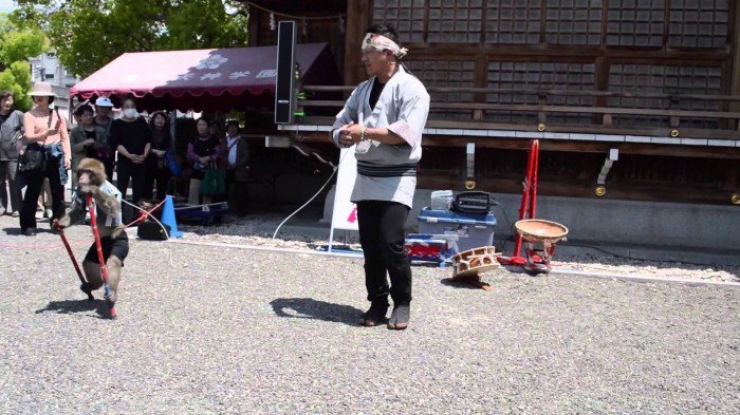 Illustration de l'article : 10 activités touristiques utilisant des animaux, à arrêter de toute urgence afin d’éviter la maltraitance animale !