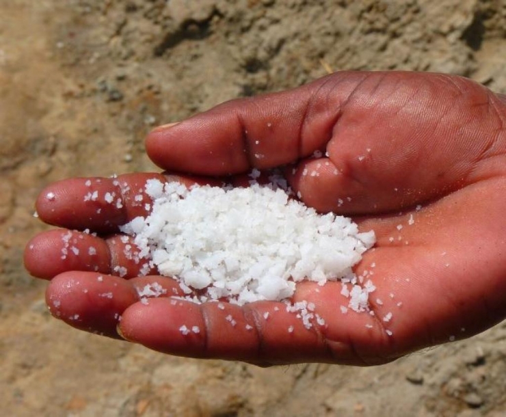 Illustration de l'article : Utilisez de la mayonnaise ou l'un de ces 4 produits naturels pour &eacute;liminer les poux. N'utilisez plus de produits pharmaceutiques!