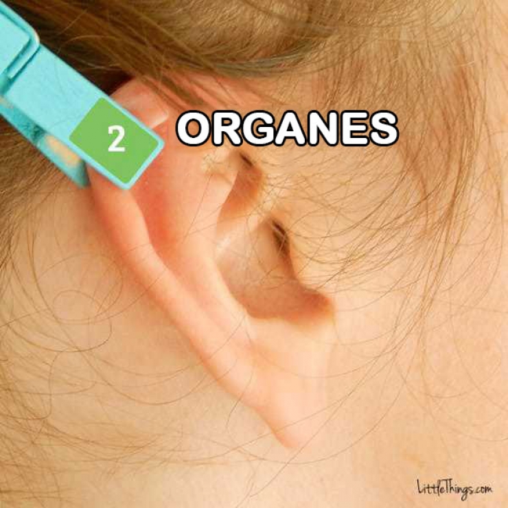 Illustration de l'article : 6 zones du corps que vous pouvez soulager en pla&ccedil;ant cette simple pince &agrave; linge au bon endroit sur votre oreille !