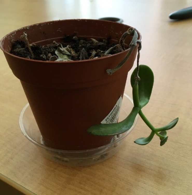 Illustration de l'article : Planter des allumettes dans votre jardin peut faire des miracles sur vos plantes!