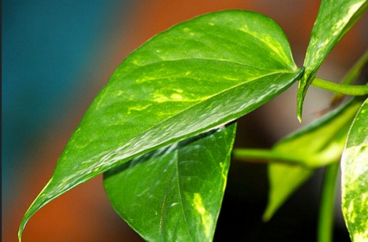 Illustration de l'article : Planter des allumettes dans votre jardin peut faire des miracles sur vos plantes!