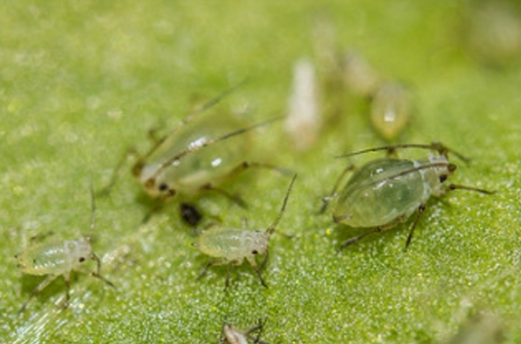 Illustration de l'article : Planter des allumettes dans votre jardin peut faire des miracles sur vos plantes!