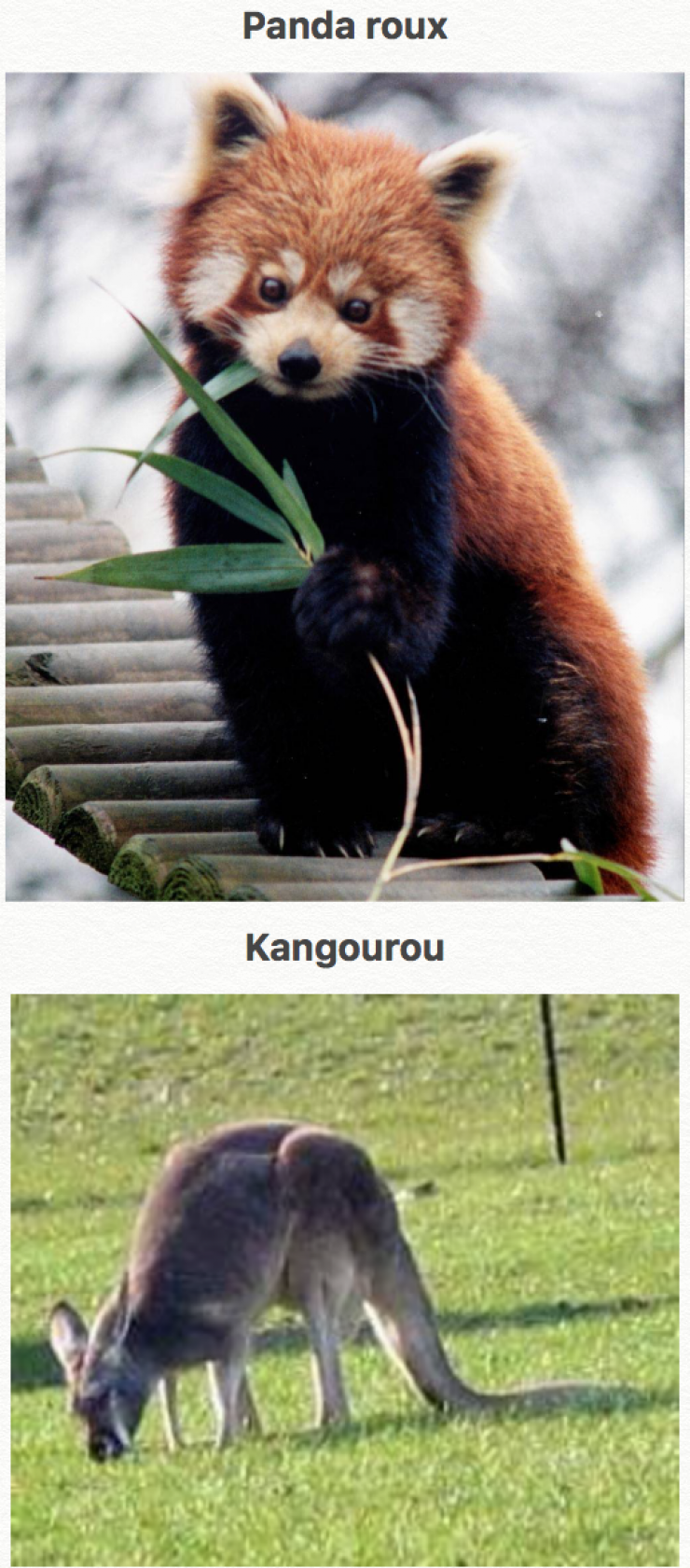 Illustration de l'article : 44 des plus beaux animaux sur terre... La nature fait bien les choses !