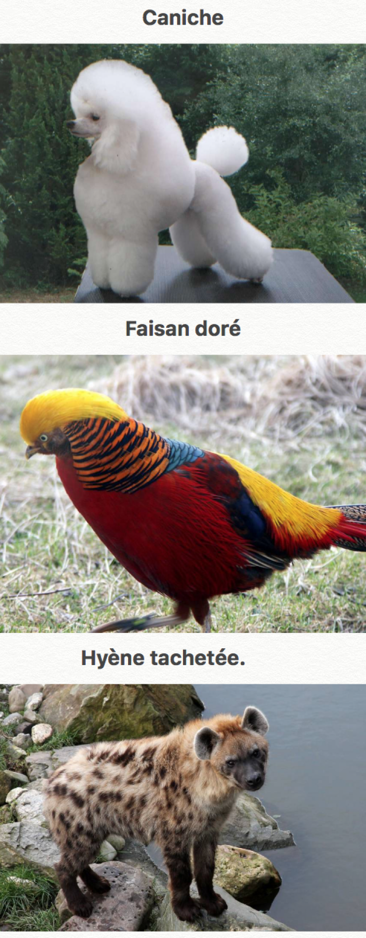 Illustration de l'article : 44 des plus beaux animaux sur terre... La nature fait bien les choses !