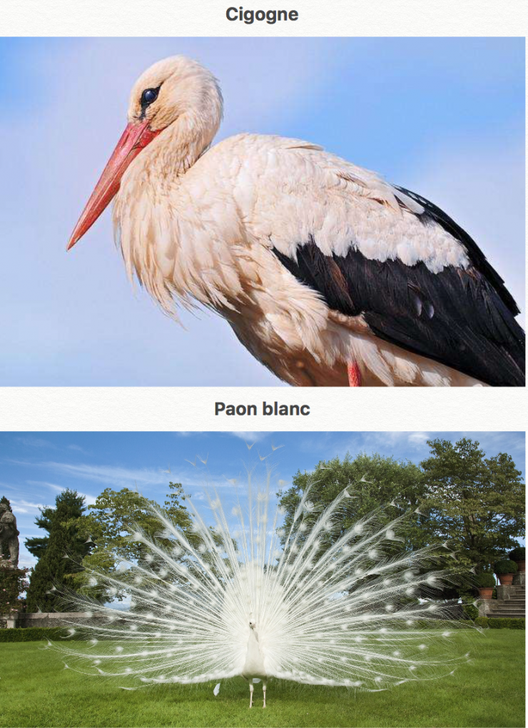 Illustration de l'article : 44 des plus beaux animaux sur terre... La nature fait bien les choses !