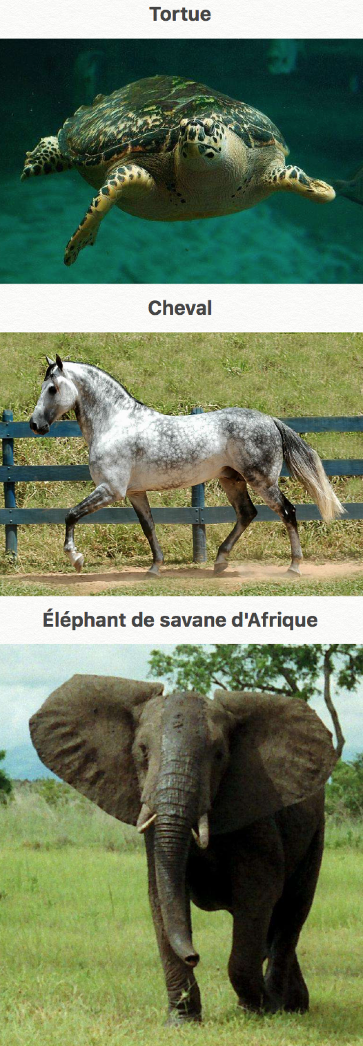 Illustration de l'article : 44 des plus beaux animaux sur terre... La nature fait bien les choses !