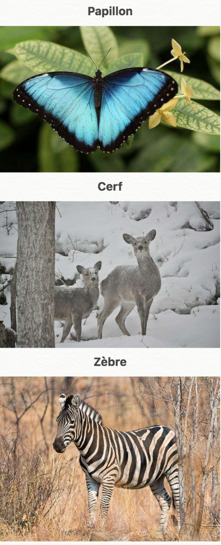 Illustration de l'article : 44 des plus beaux animaux sur terre... La nature fait bien les choses !