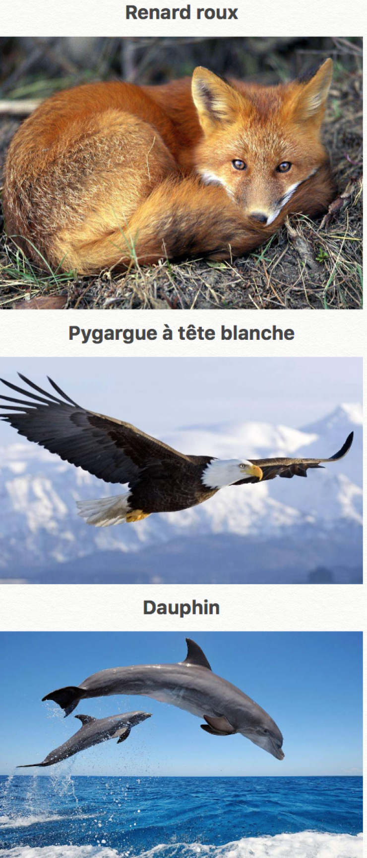 Illustration de l'article : 44 des plus beaux animaux sur terre... La nature fait bien les choses !