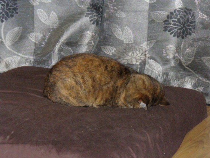 Illustration de l'article : Voici 16 situations que seules les personnes qui se couchent tôt reconnaîtront...