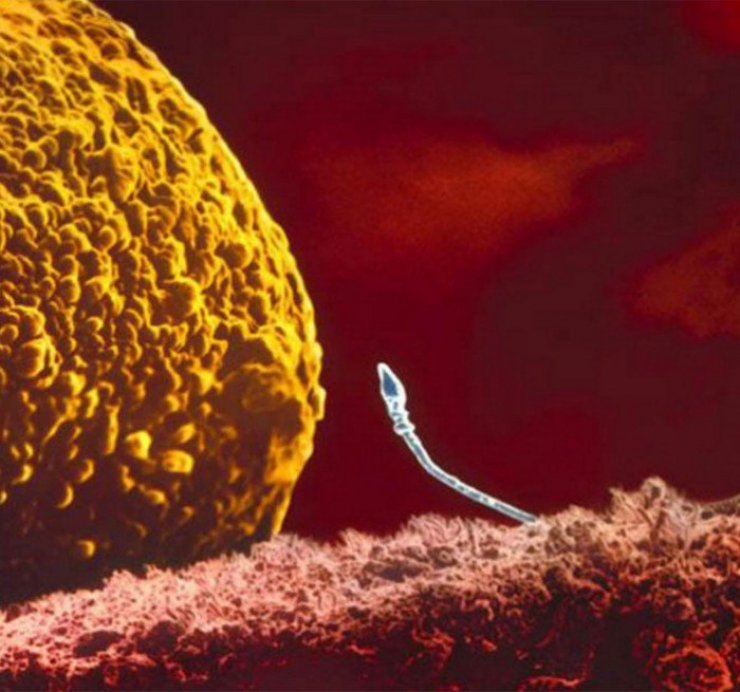 Illustration de l'article : La naissance d'un bébé étape par étape, illustrée par 23 photos magnifiques...