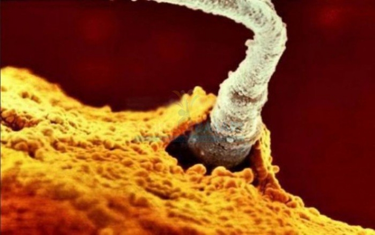 Illustration de l'article : La naissance d'un bébé étape par étape, illustrée par 23 photos magnifiques...