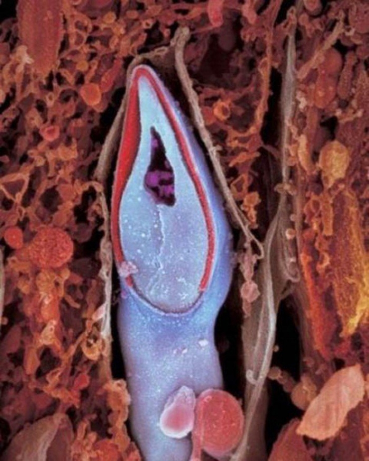 Illustration de l'article : La naissance d'un bébé étape par étape, illustrée par 23 photos magnifiques...