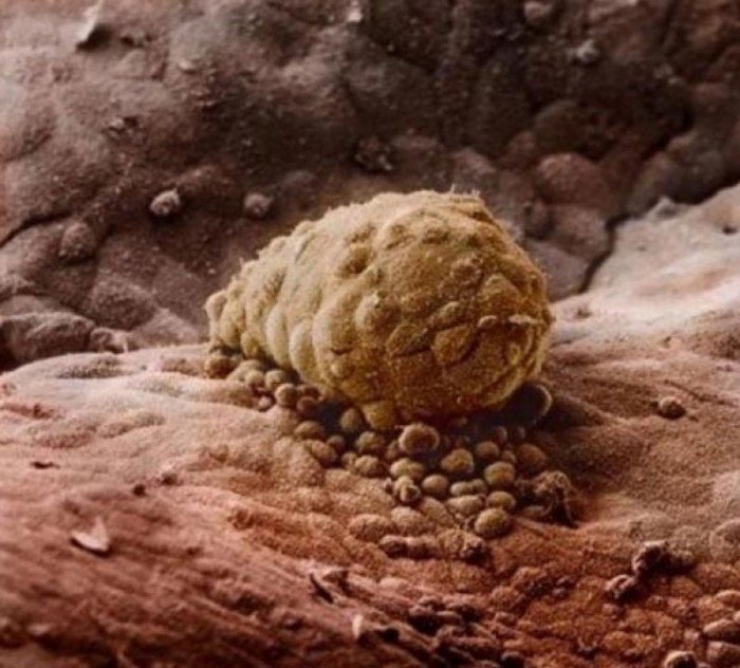 Illustration de l'article : La naissance d'un bébé étape par étape, illustrée par 23 photos magnifiques...