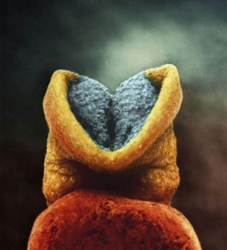 Illustration de l'article : La naissance d'un bébé étape par étape, illustrée par 23 photos magnifiques...
