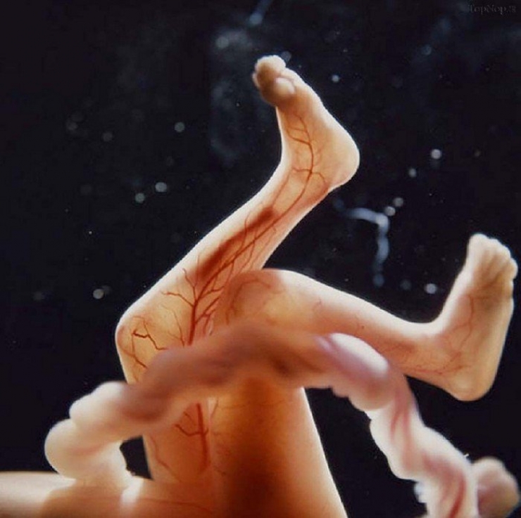Illustration de l'article : La naissance d'un bébé étape par étape, illustrée par 23 photos magnifiques...