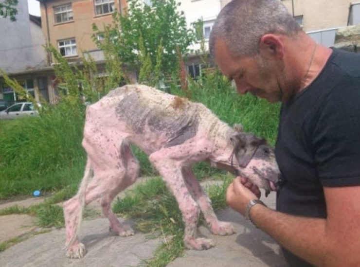 Illustration de l'article : Ce pauvre chien serait mort sans l’aide de ce couple. Sa transformation est incroyable !
