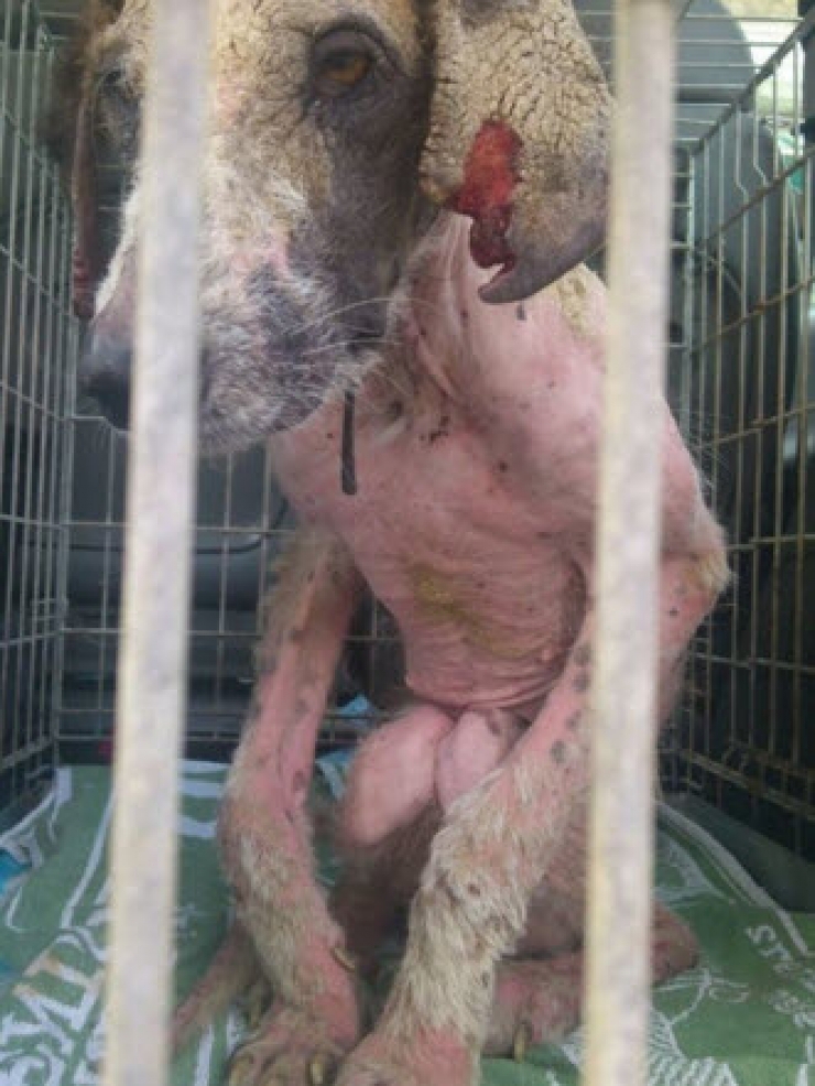 Illustration de l'article : Ce pauvre chien serait mort sans l’aide de ce couple. Sa transformation est incroyable !