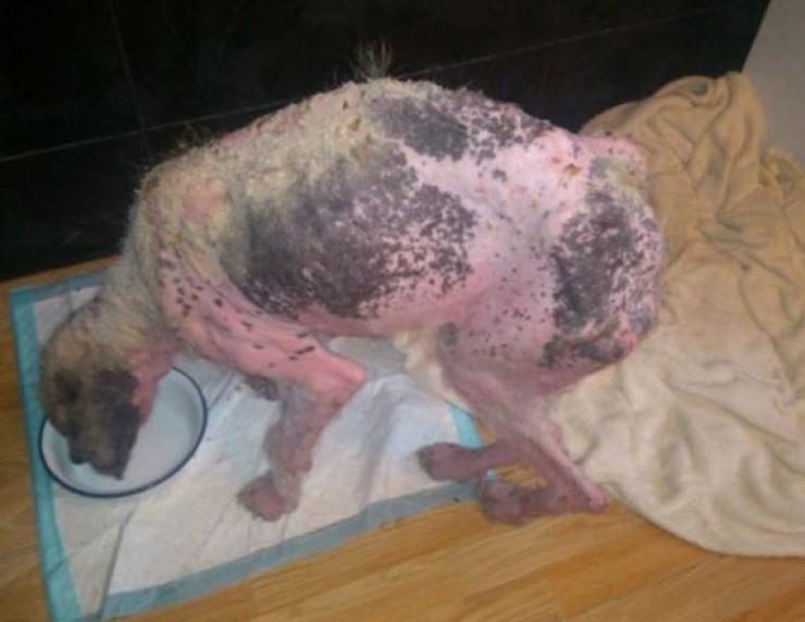 Illustration de l'article : Ce pauvre chien serait mort sans l’aide de ce couple. Sa transformation est incroyable !