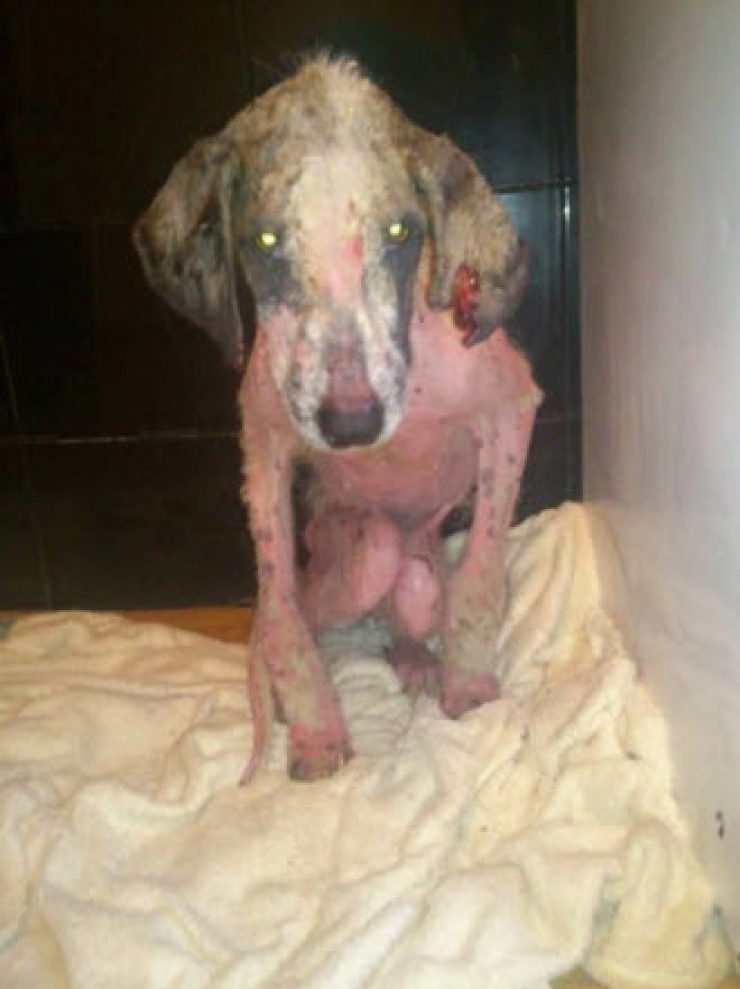 Illustration de l'article : Ce pauvre chien serait mort sans l’aide de ce couple. Sa transformation est incroyable !