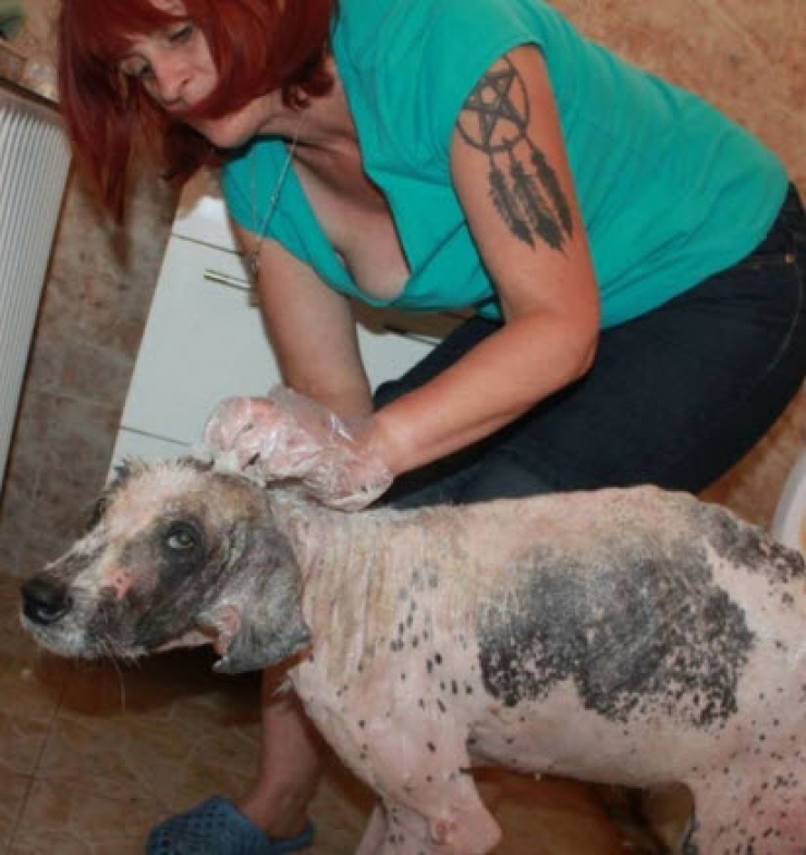 Illustration de l'article : Ce pauvre chien serait mort sans l’aide de ce couple. Sa transformation est incroyable !