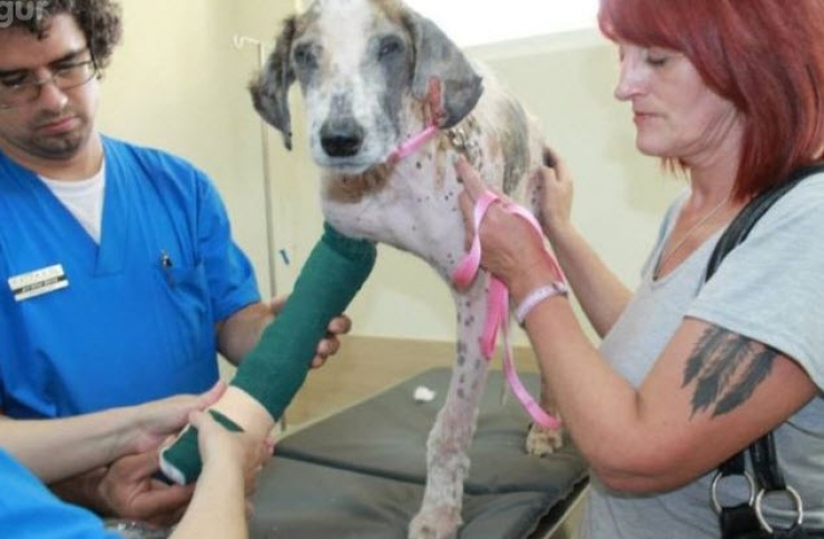 Illustration de l'article : Ce pauvre chien serait mort sans l’aide de ce couple. Sa transformation est incroyable !
