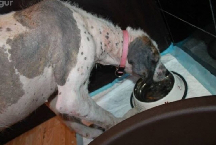 Illustration de l'article : Ce pauvre chien serait mort sans l’aide de ce couple. Sa transformation est incroyable !