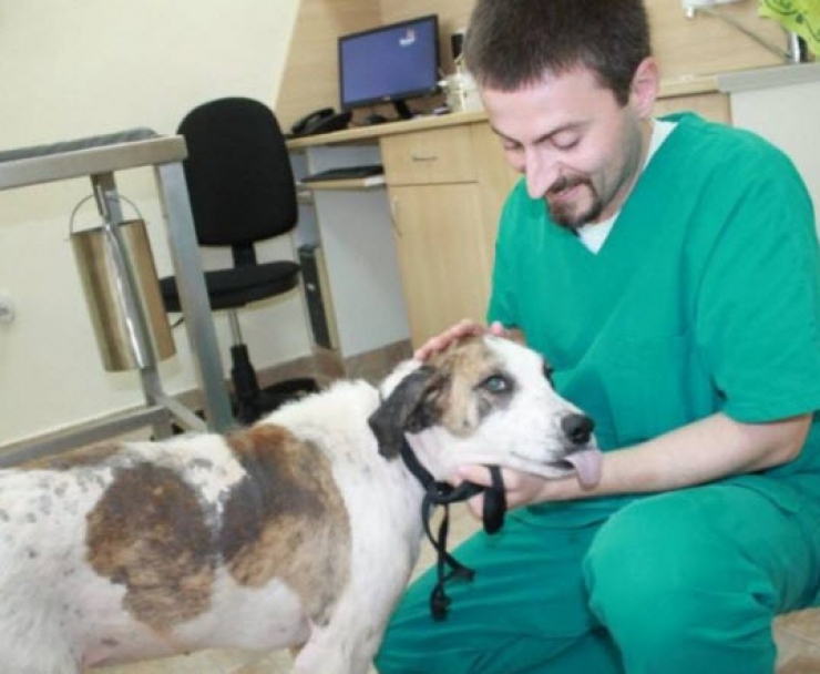 Illustration de l'article : Ce pauvre chien serait mort sans l’aide de ce couple. Sa transformation est incroyable !