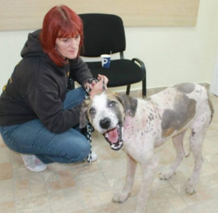 Illustration de l'article : Ce pauvre chien serait mort sans l’aide de ce couple. Sa transformation est incroyable !