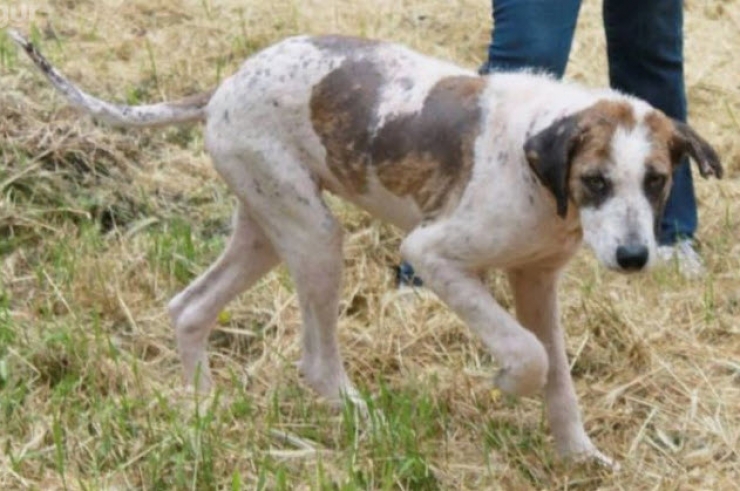 Illustration de l'article : Ce pauvre chien serait mort sans l’aide de ce couple. Sa transformation est incroyable !