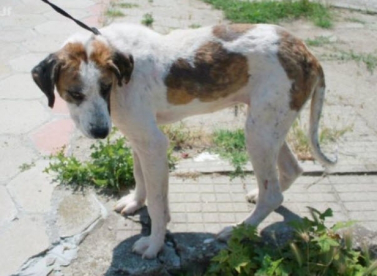 Illustration de l'article : Ce pauvre chien serait mort sans l’aide de ce couple. Sa transformation est incroyable !