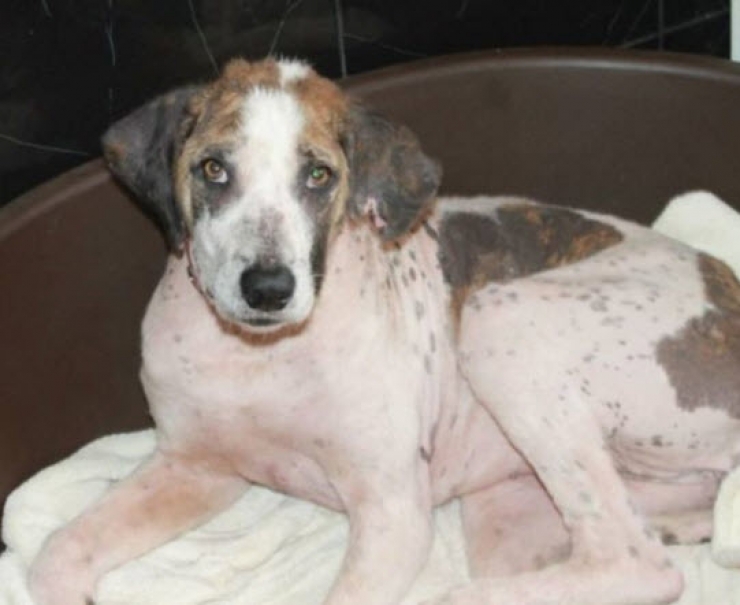 Illustration de l'article : Ce pauvre chien serait mort sans l’aide de ce couple. Sa transformation est incroyable !