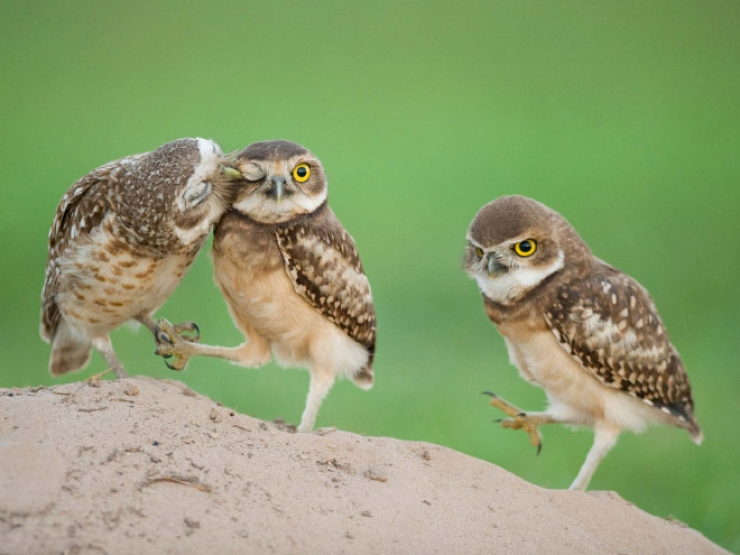 Illustration de l'article : Top 15 de ces amis qui ont l'art de tenir la chandelle...