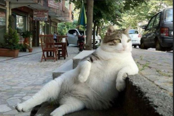 Illustration de l'article : Ces 16 raisons prouvent que les gros chats sont les meilleurs des compagnons...