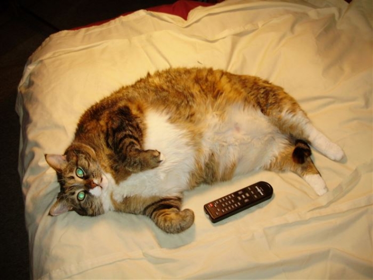 Illustration de l'article : Ces 16 raisons prouvent que les gros chats sont les meilleurs des compagnons...