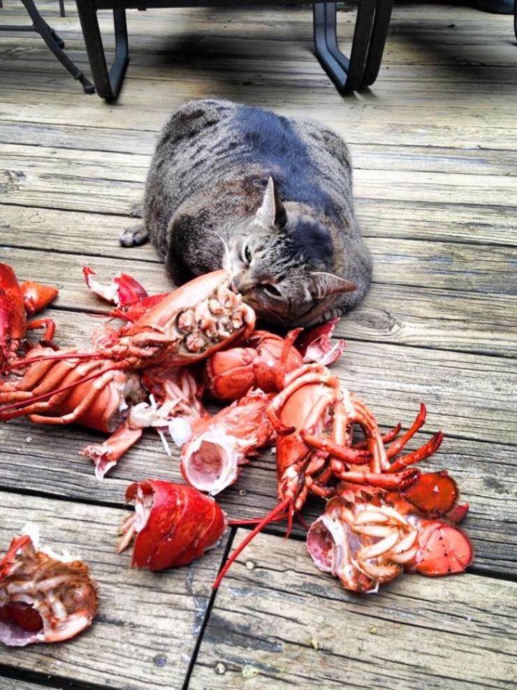 Illustration de l'article : Ces 16 raisons prouvent que les gros chats sont les meilleurs des compagnons...