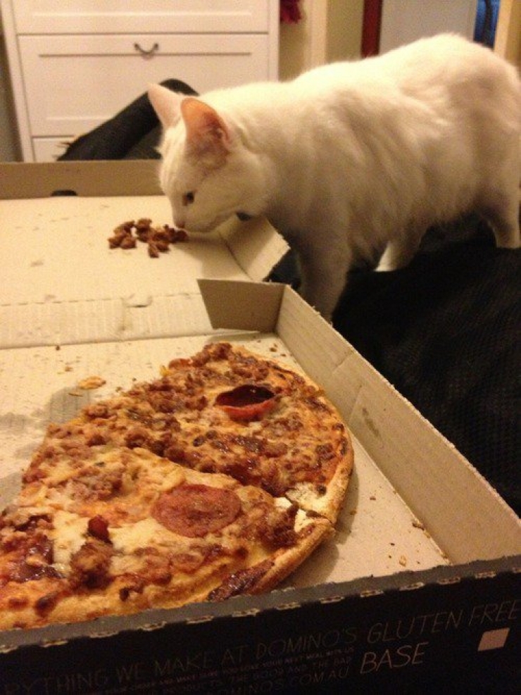 Illustration de l'article : Ces 16 raisons prouvent que les gros chats sont les meilleurs des compagnons...