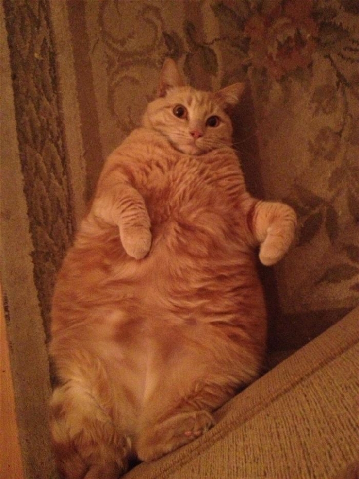 Illustration de l'article : Ces 16 raisons prouvent que les gros chats sont les meilleurs des compagnons...