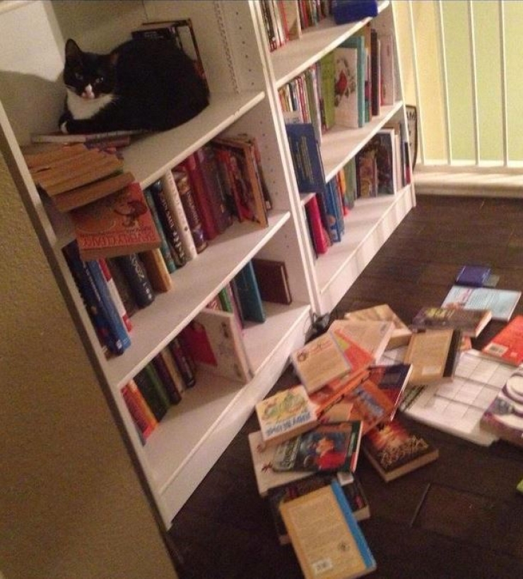 Illustration de l'article : Ces 16 raisons prouvent que les gros chats sont les meilleurs des compagnons...