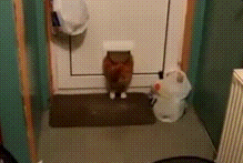 Illustration de l'article : Ces 16 raisons prouvent que les gros chats sont les meilleurs des compagnons...