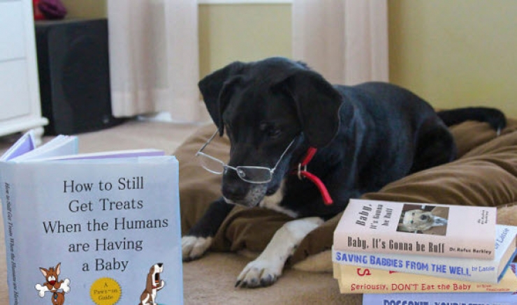 Illustration de l'article : 16 idées de photos originales pour annoncer une grossesse...