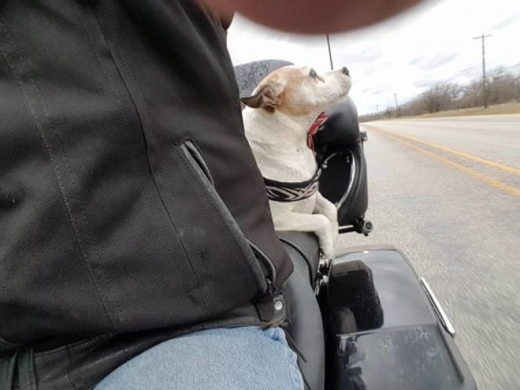 Illustration de l'article : Un fou frappe son chien sur le bord d'une route... Voici ce qu'un motard a fait !