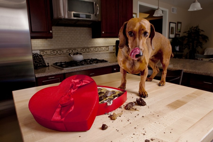 Illustration de l'article : Astuce: 15 aliments à ne surtout pas donner à votre chien... Il en va de sa santé !