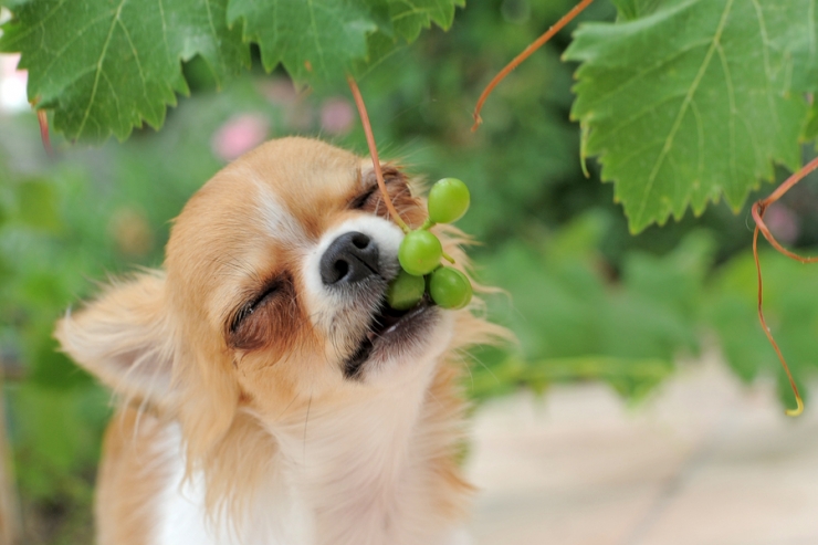Illustration de l'article : Astuce: 15 aliments à ne surtout pas donner à votre chien... Il en va de sa santé !