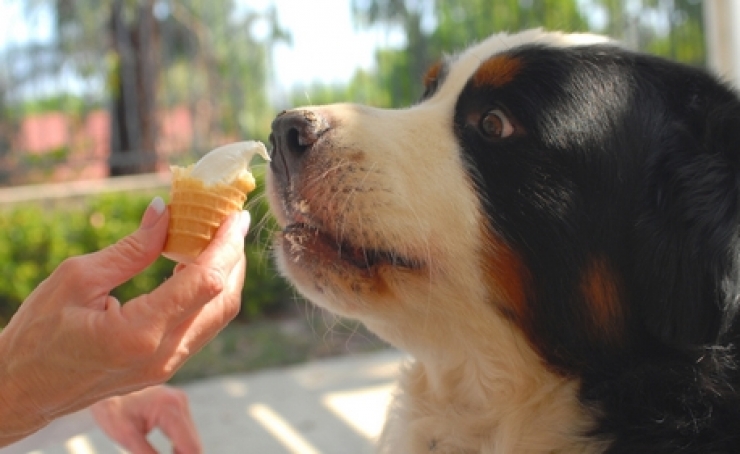 Illustration de l'article : Astuce: 15 aliments à ne surtout pas donner à votre chien... Il en va de sa santé !