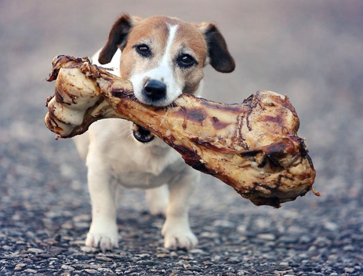 Illustration de l'article : Astuce: 15 aliments à ne surtout pas donner à votre chien... Il en va de sa santé !