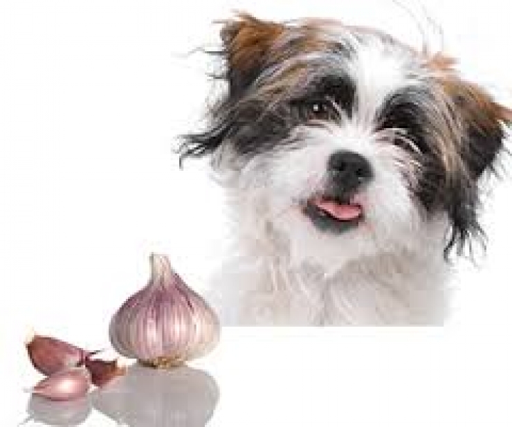 Illustration de l'article : Astuce: 15 aliments à ne surtout pas donner à votre chien... Il en va de sa santé !